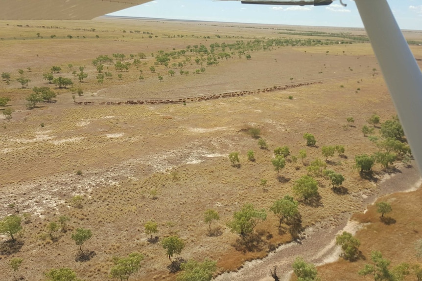 an aerial photo of a mob of cattle walking through dry grassland.