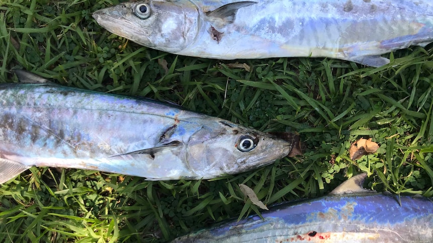 Three dry season mackerel caught in Darwin