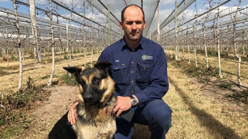 Stanthorpe apple grower Daniel Nicoletti on his dry orchard with dog.