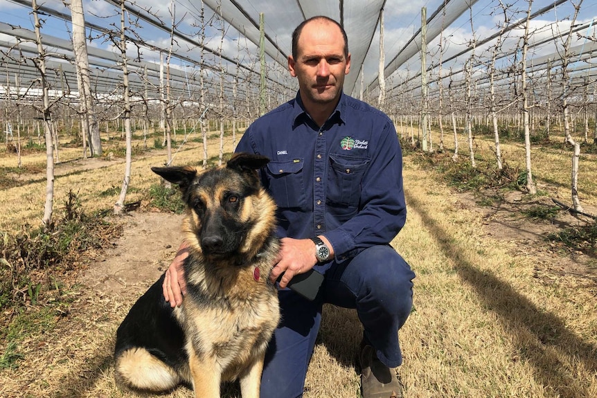 Stanthorpe apple grower Daniel Nicoletti on his dry orchard with dog.