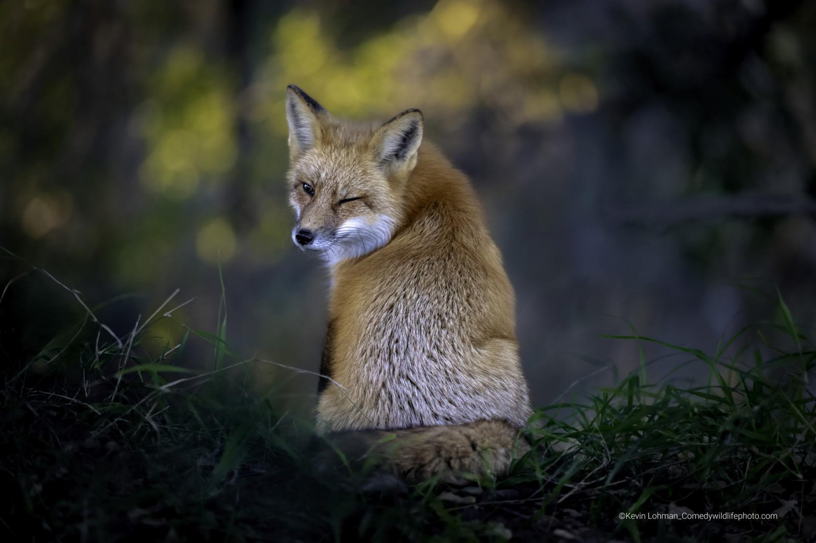 An American Red Fox sits at the edge of the woods, turned around and winks to camera. 