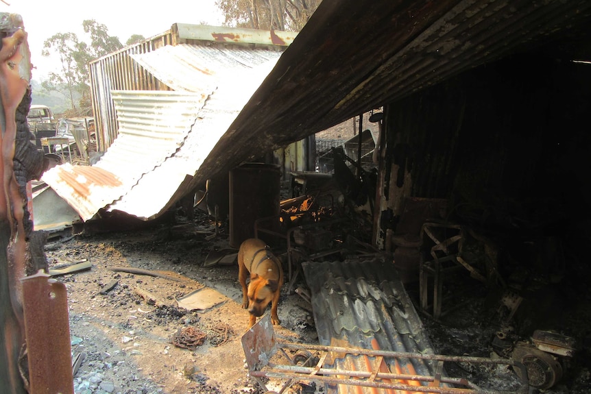 A dog walks among the rubble and debris of a burnt home, with corrugated iron roofing collapsed behind