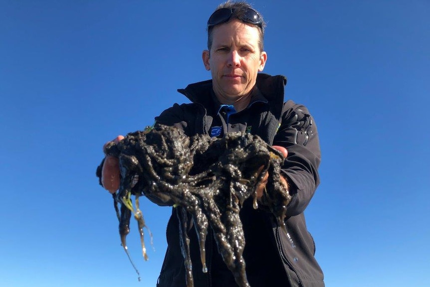 Ben Diggles holds handfuls of slimy 'Snotweed' up for the camera.