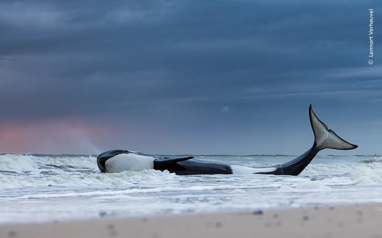 A beached black and white orca 