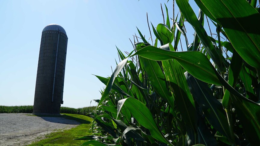 silo and corn growing on farm in Iowa