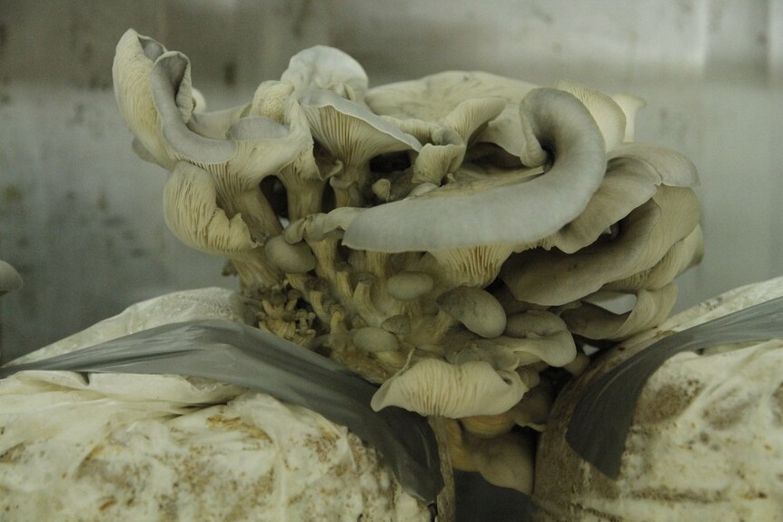 A close-up of oyster mushrooms