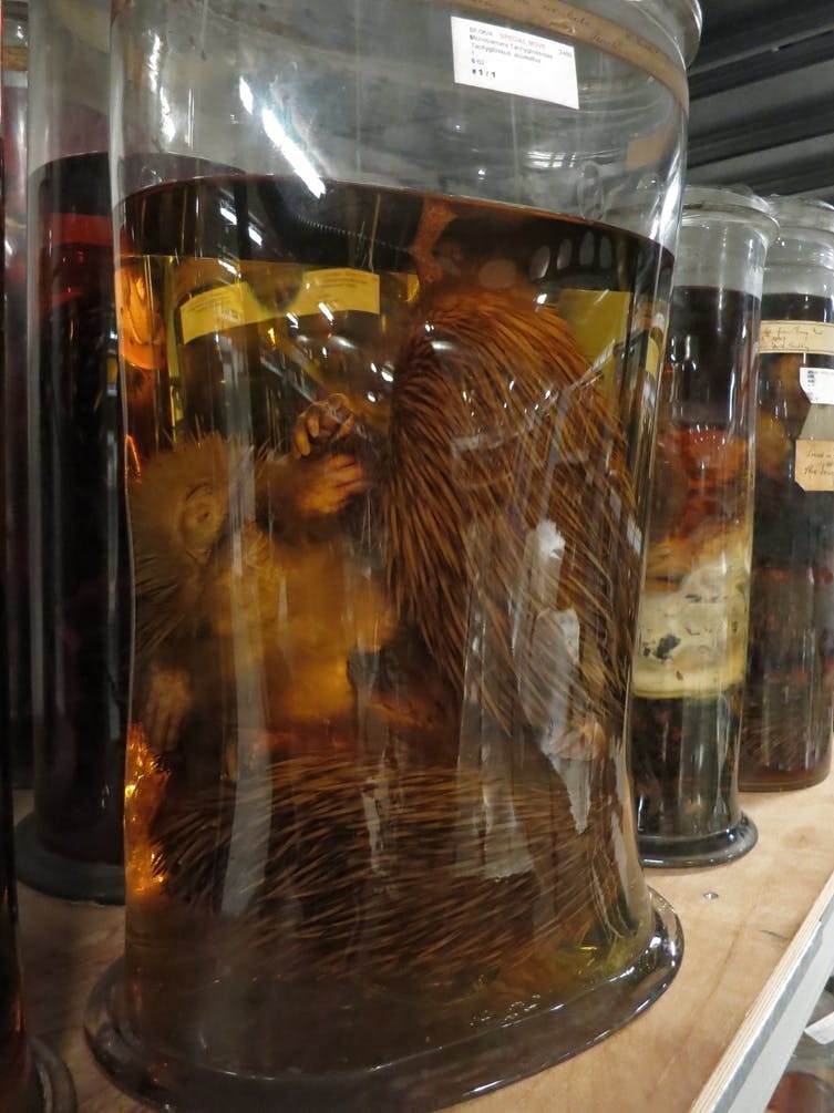 Echidnas in jars, from the collections of the Natural History Museum, London.