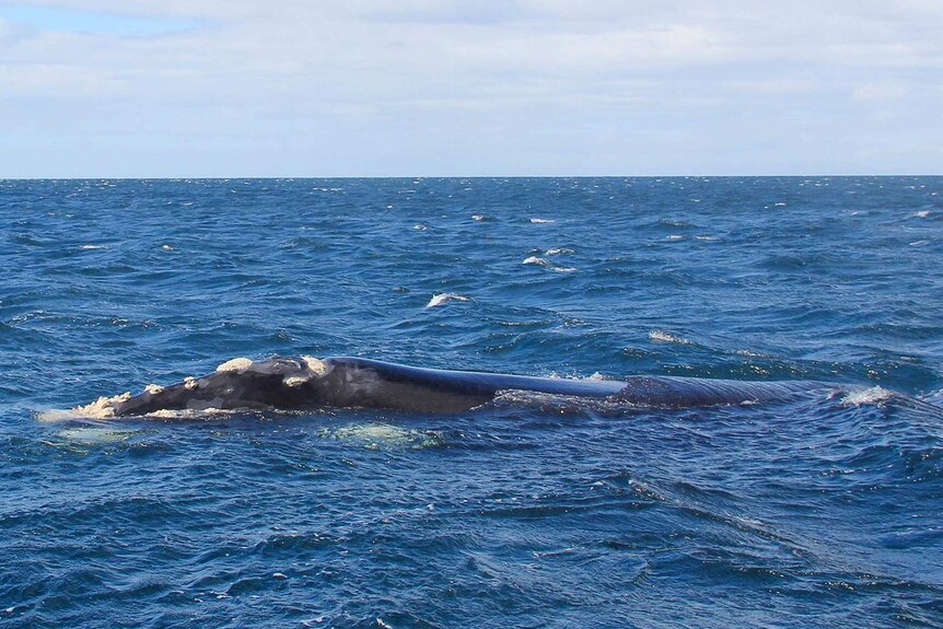 Whale rescue mission off Tasmanian coast as entangled animal spotted ...