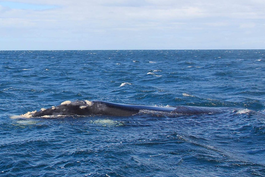 A southern right whale calf spotted off Tasmanian coast and photographed by Alisha Roper of Bay Of Fires Eco Tours.