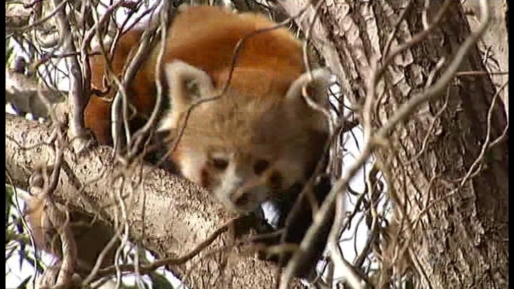 Love in the air for red pandas - ABC News