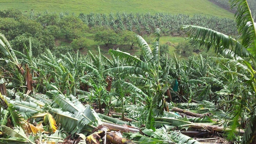 banana crop damaged by storms that hit the Coffs Harbour region in June 2016
