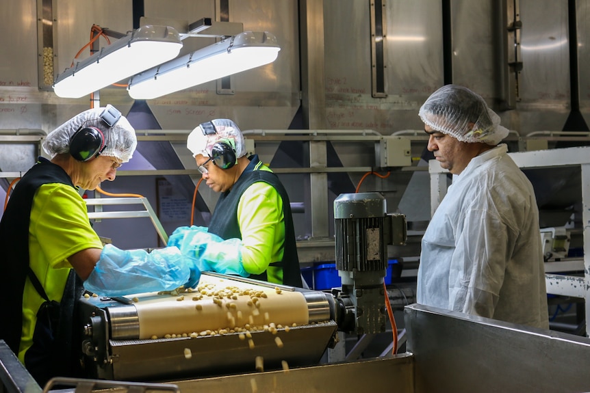 A man wearing white PPE watches two factory workers wearing PPE sort macadamias.