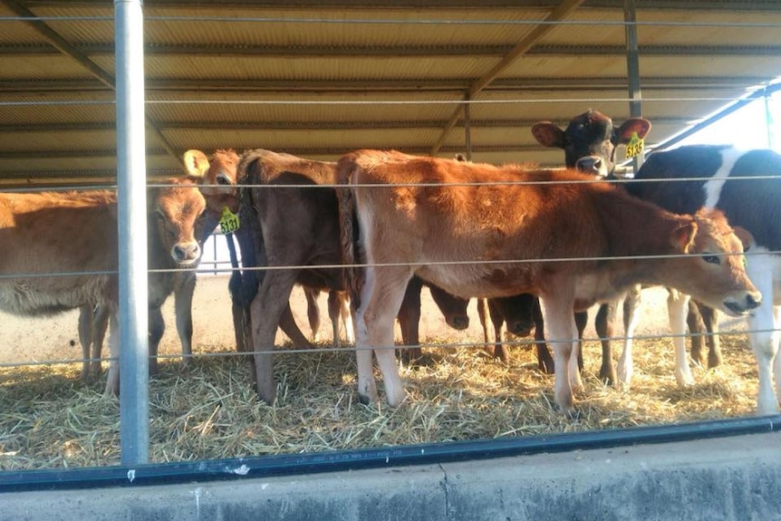 Dairy cows in a pen.