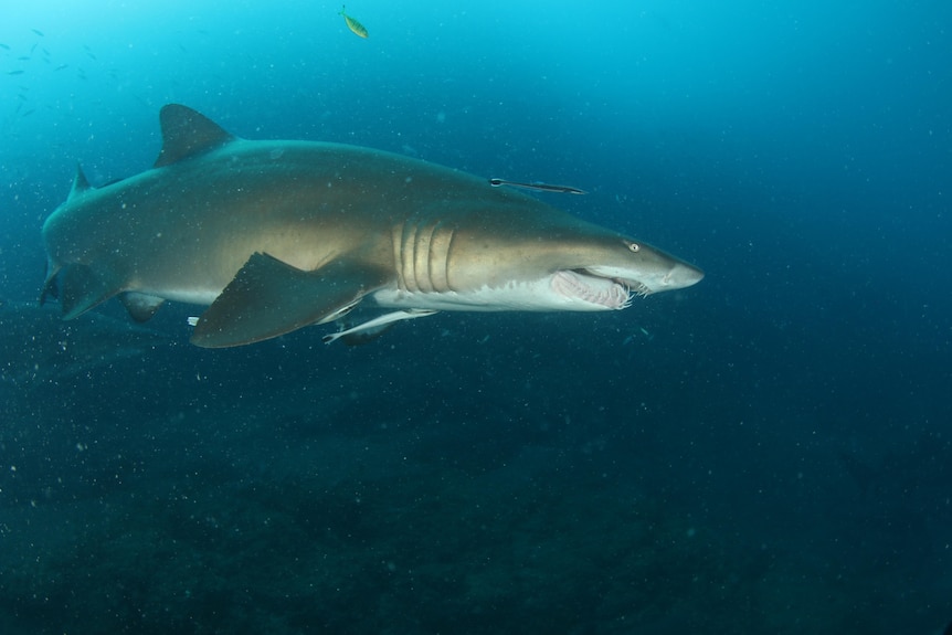 Grey nurse shark swimming in deep blue ocean.