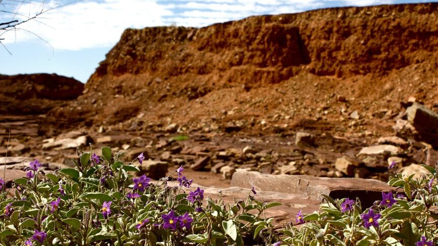 Outback wildflowers
