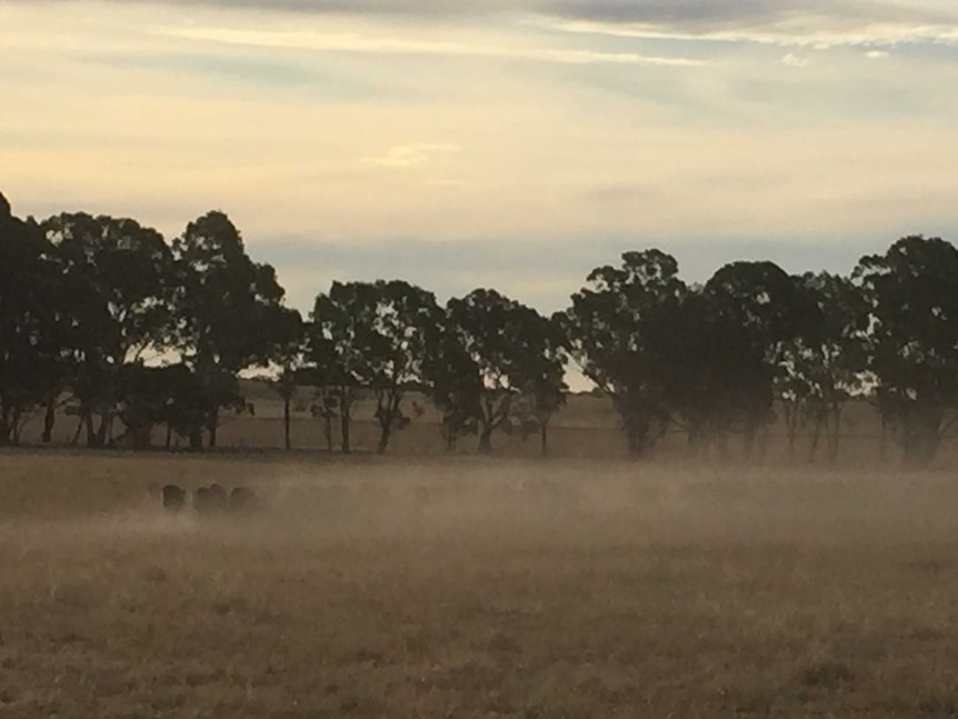 Sheep are barely visible in a dry, dusty paddock, south west Victoria