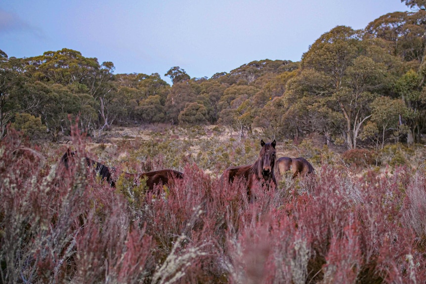 A close up of a mob of horses in a marsh. 