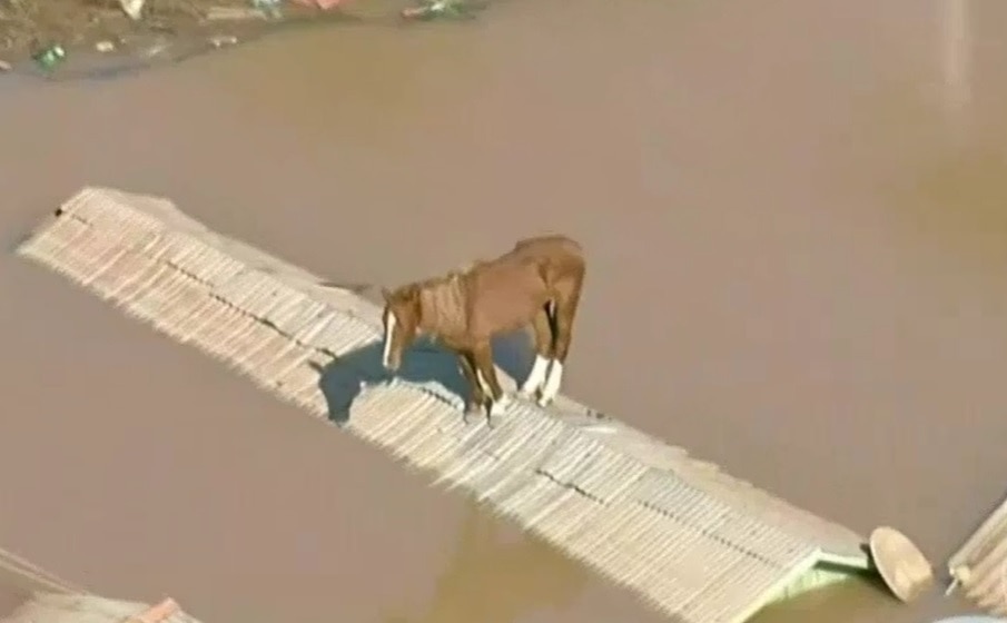 Caramelo, brazylijski koń, który utknął na dachu w wyniku powodzi, został uratowany po szokującym narodzie