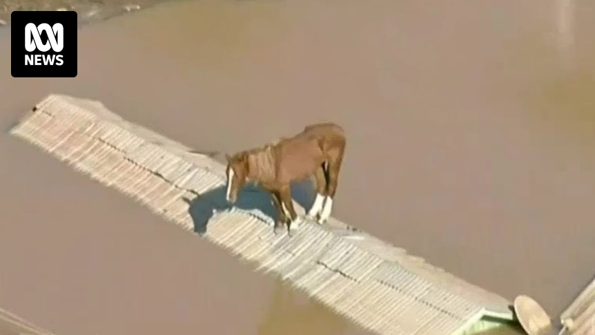 Caramelo, brazylijski koń, który utknął na dachu w wyniku powodzi, został uratowany po szokującym narodzie