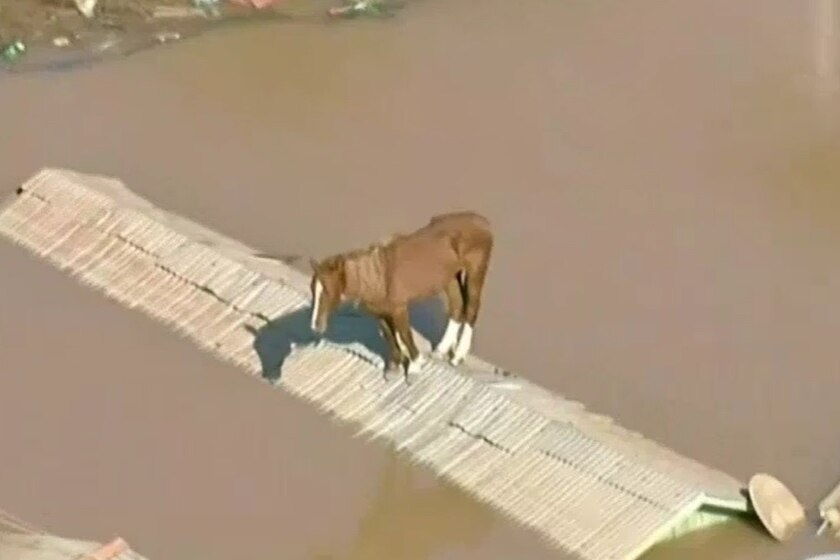 Image of a brown horse with white feet on a roof, the roof is surrounded by water.