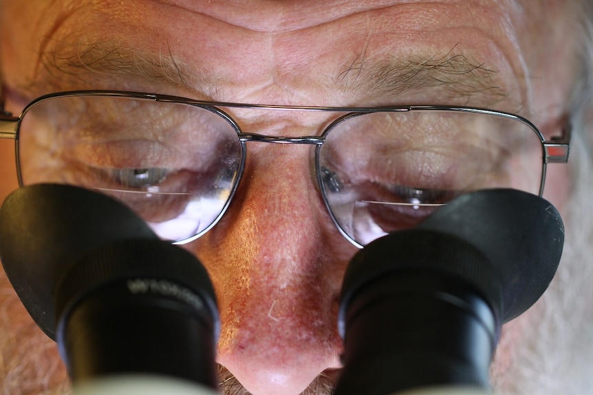 Ron Clarke looks through microscope