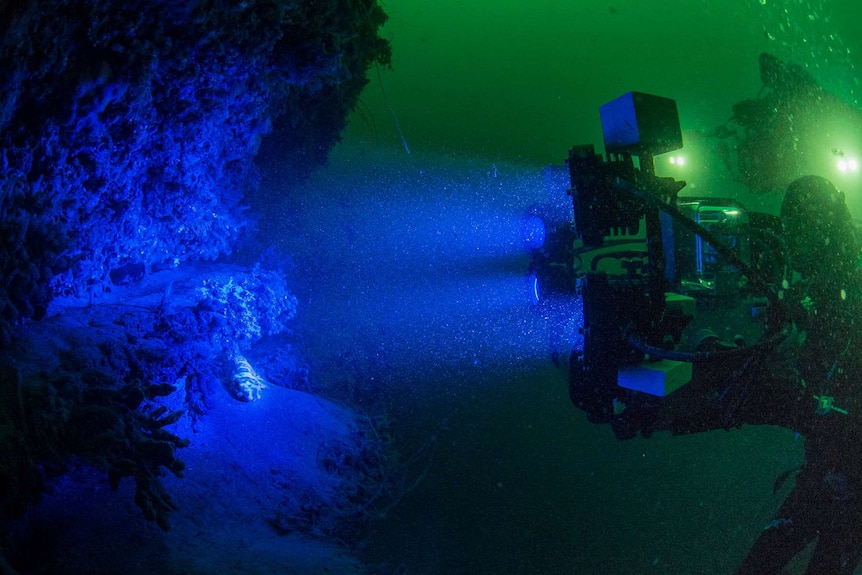 Scientists filming a biofluorescent shark