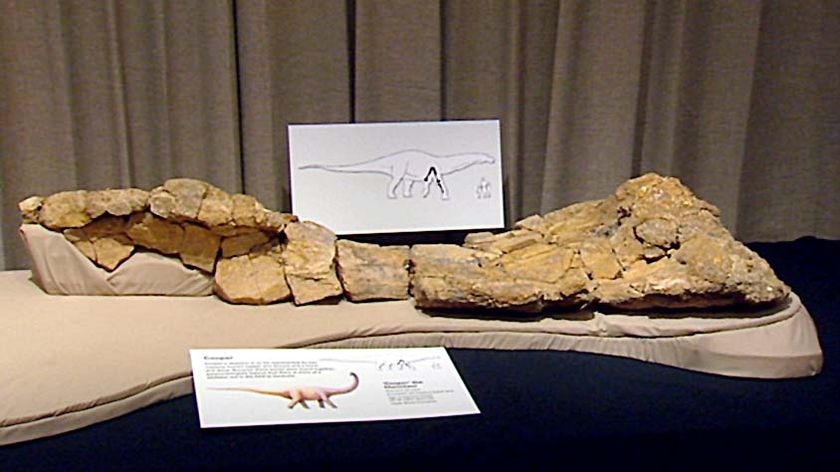 The dinosaur remains were found near the outback town of Eromanga in south-west Queensland.