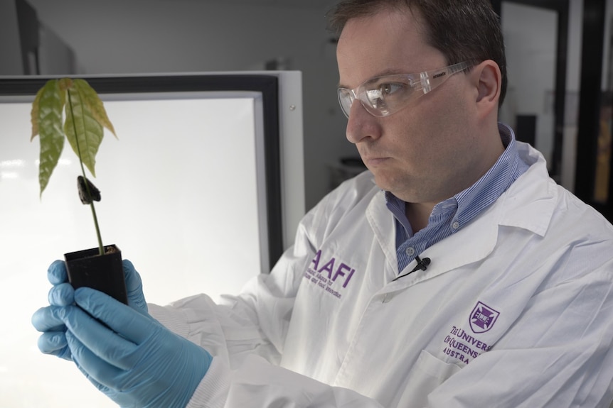 A man in lab coat and clear goggles inspects a small potted plant in front of a bright light box