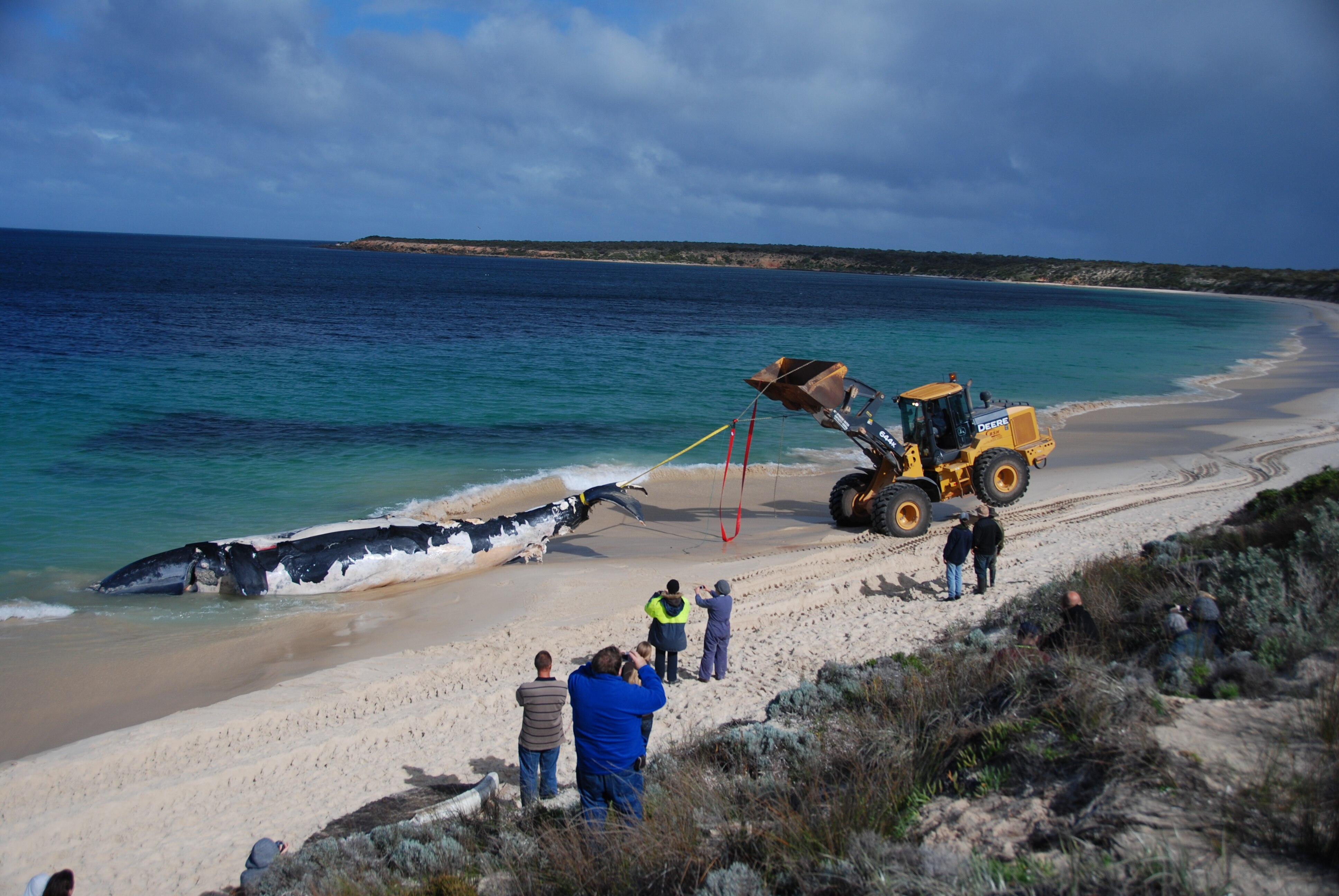 Large black and white whale at beach water's edge with rope around tail, being lifted or towed by front loader, people watching 