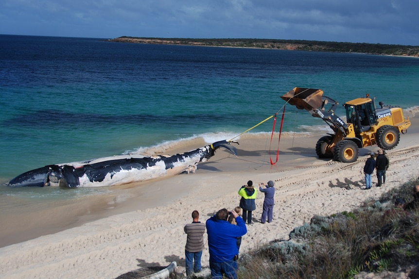 Large black and white whale at beach water's edge with rope around tail, being lifted or towed by front loader, people watching 