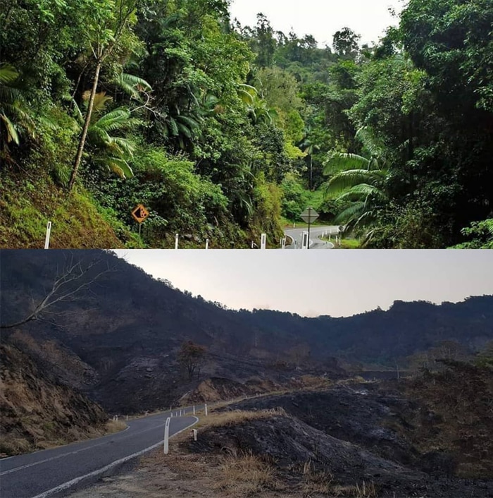 A before and after shot of Eungella, which has been ravaged by bushfires.