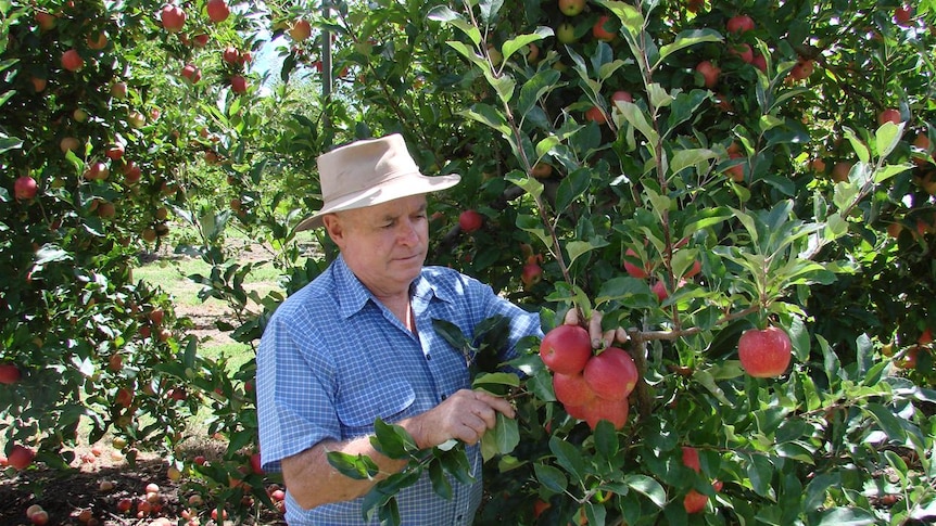 Apple grower Peter Darley