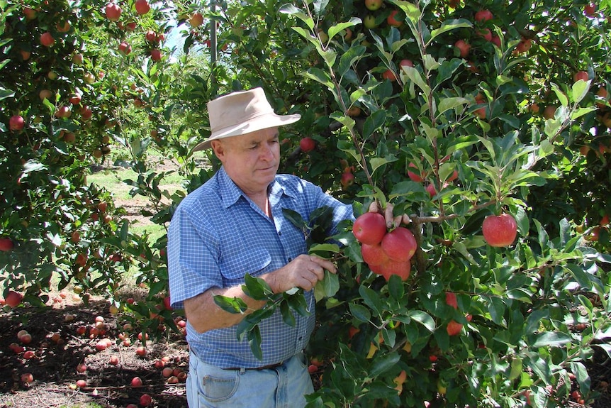 Apple grower Peter Darley