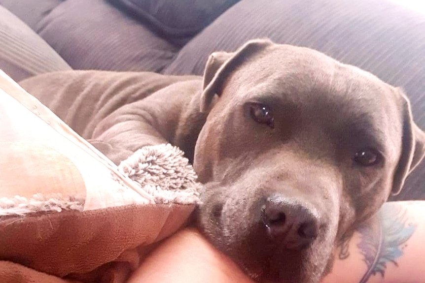 A brown dog sits on a couch