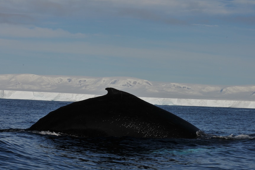 hump of whale out of water