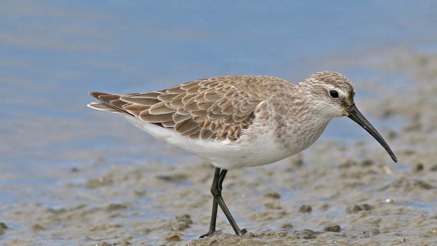 A curlew sandpiper.