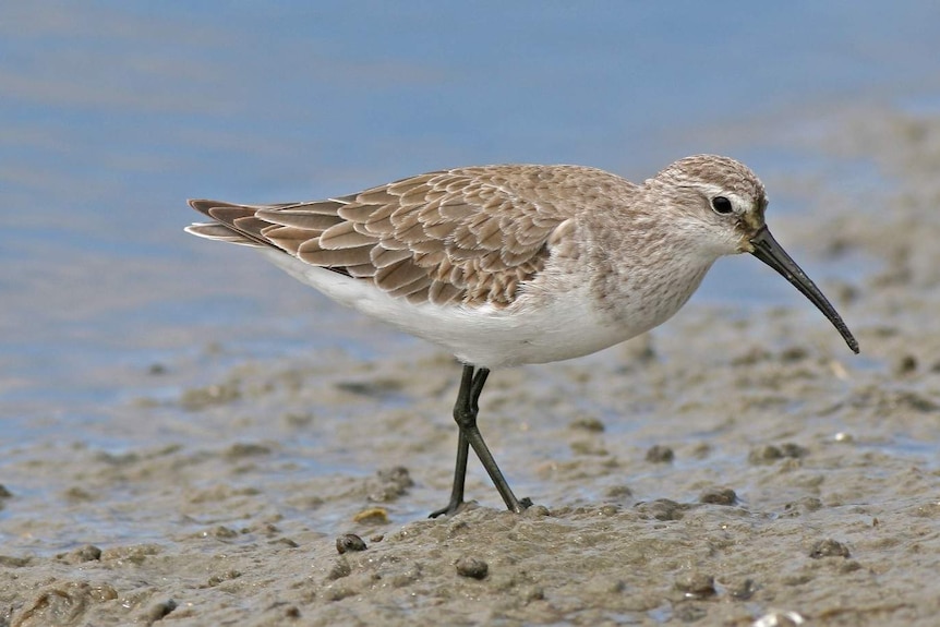 curlew sandpiper