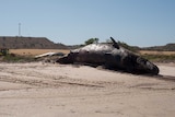 Rotting whale carcasses at Ardrossan in South Australia