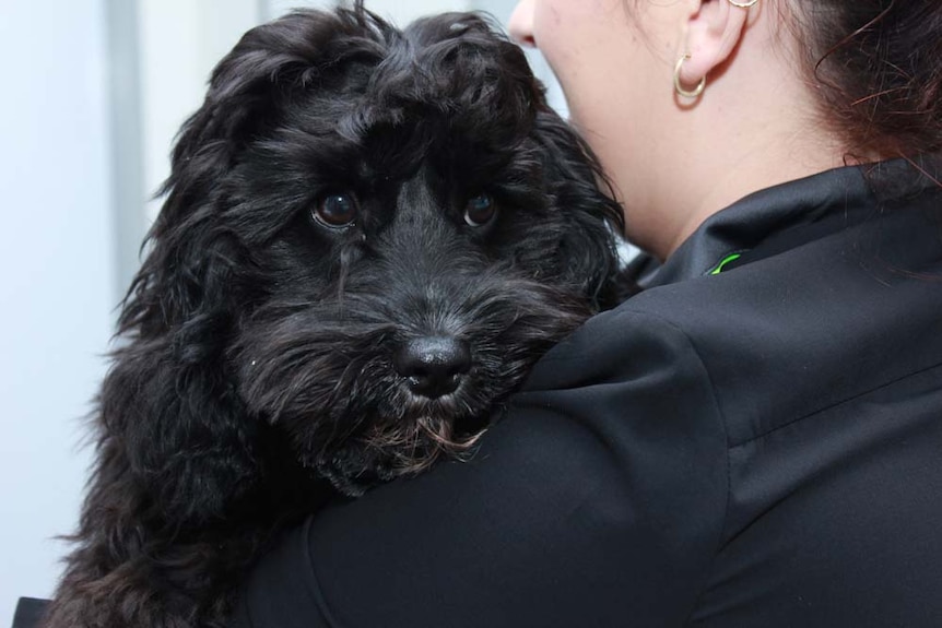 close up photo of Beau hugging someone and looking over their shoulder.