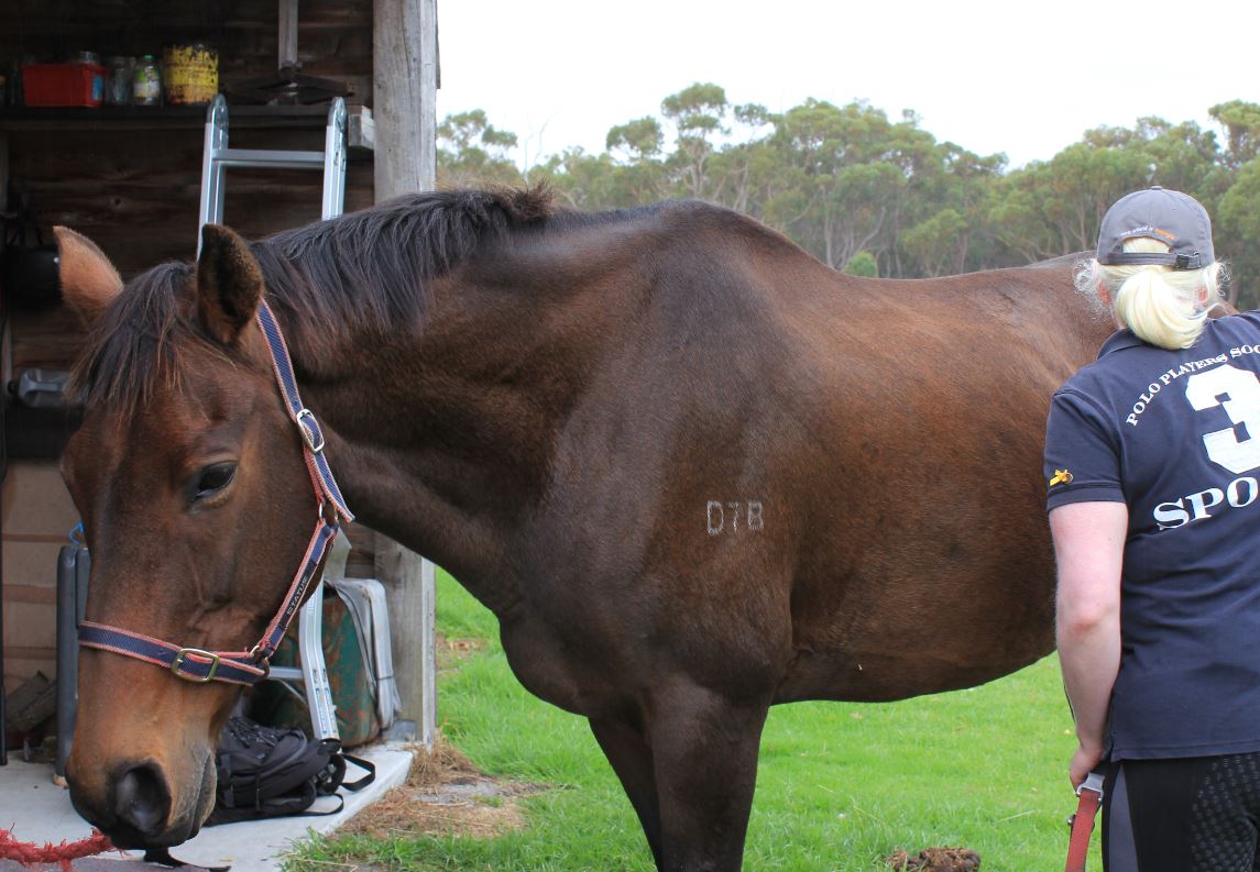 Blind horse rider's talent shines through as she starts long road to Paralympics dream ABC News