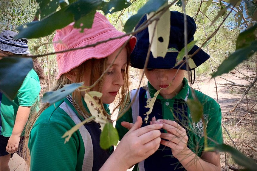 Two primary school students at Berrinba East State School look at leaves on a tree in new outdoor lessons.