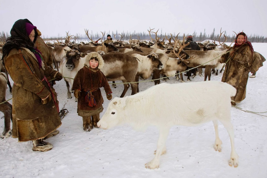 Nenets people stand in front of a white reindeer at their settlement.