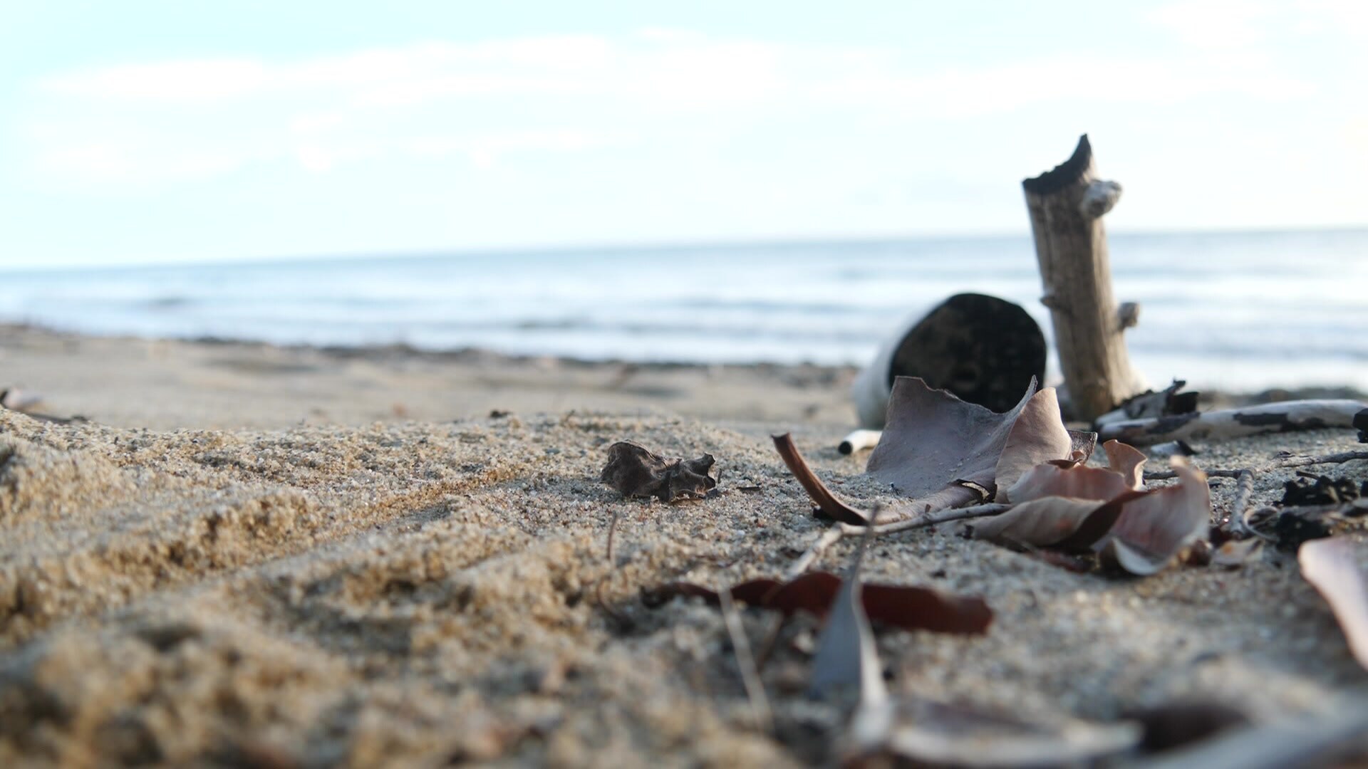 Un primer plano de corteza y hojas descansando sobre la arena de una playa.
