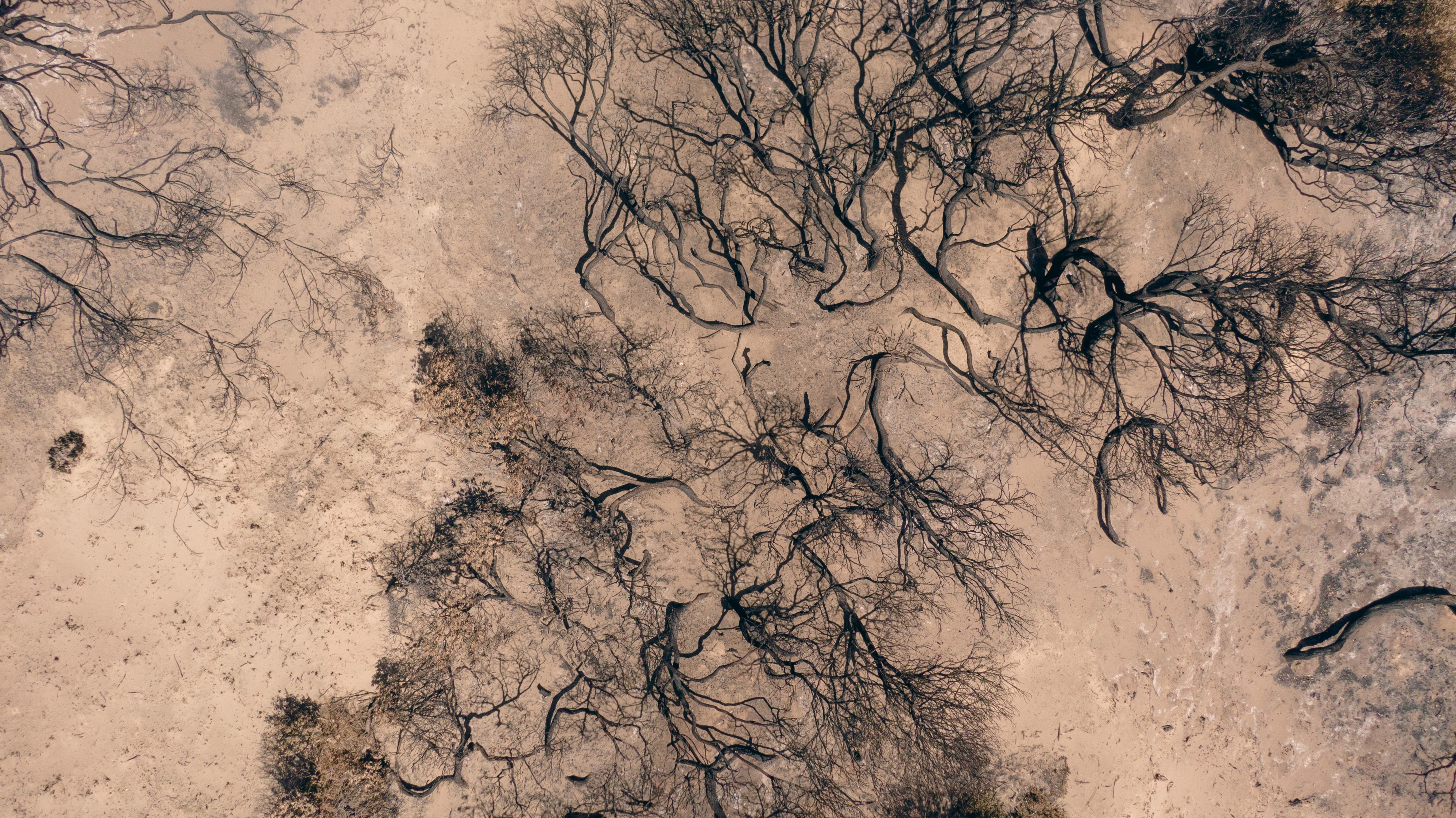 Imágenes tomadas con drones de un enclave de playa con vegetación quemada