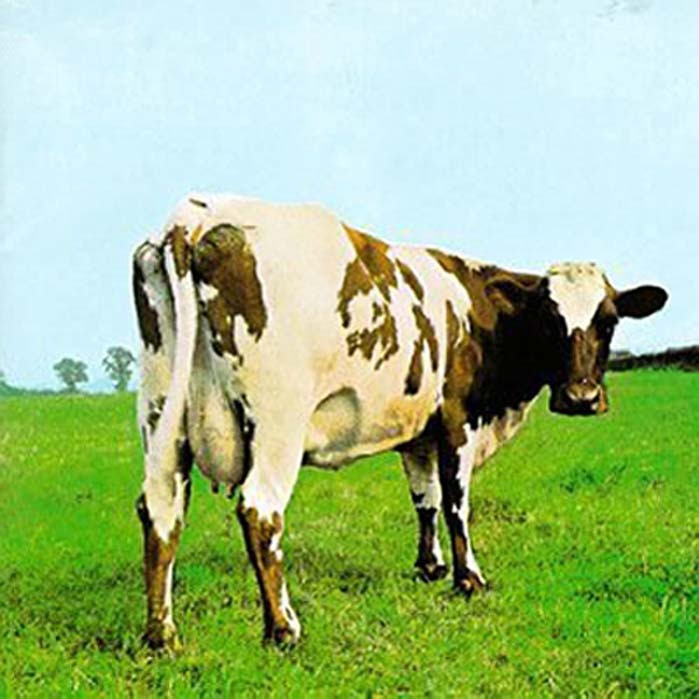 A cow pictured on the cover of Pink Floyd's album Atom Heart Mother