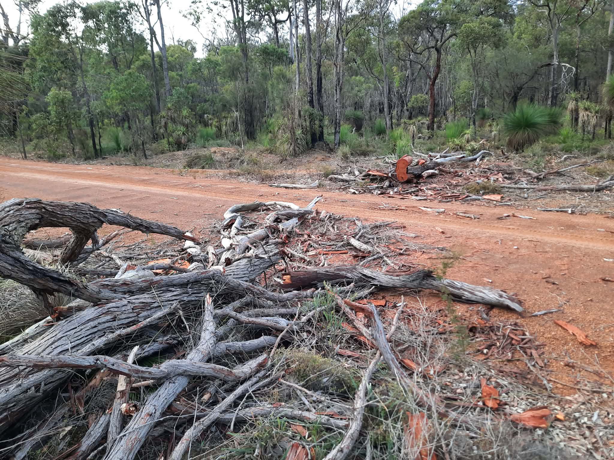 Chopped tree in a forest