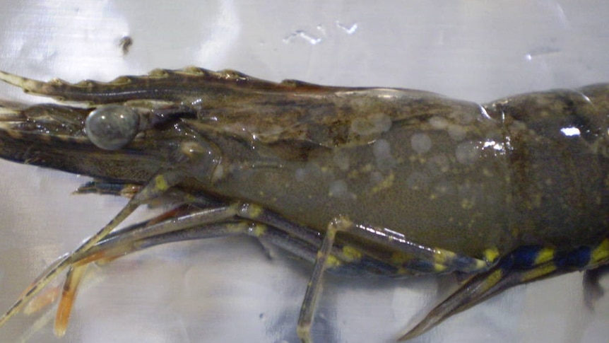 Prawns with white spot disease