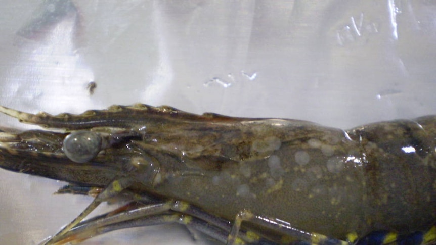 prawn head with white spots on shell