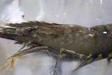 Prawns with white spot disease