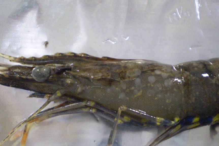 Prawns with white spot disease